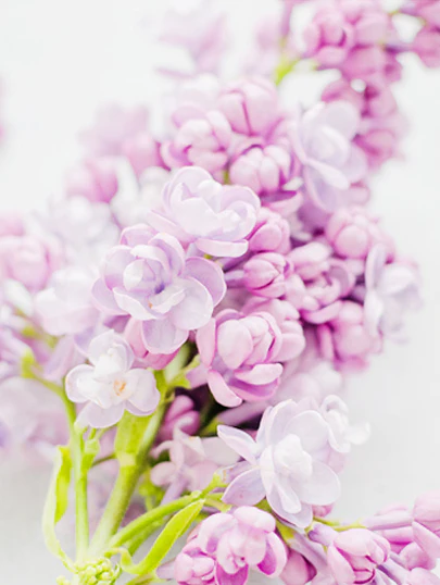 Forest mushrooms. Macadamia Nuts