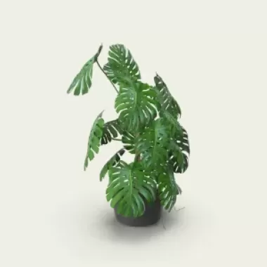 Chậu hoa Bạch Thiên Hương trang trí
