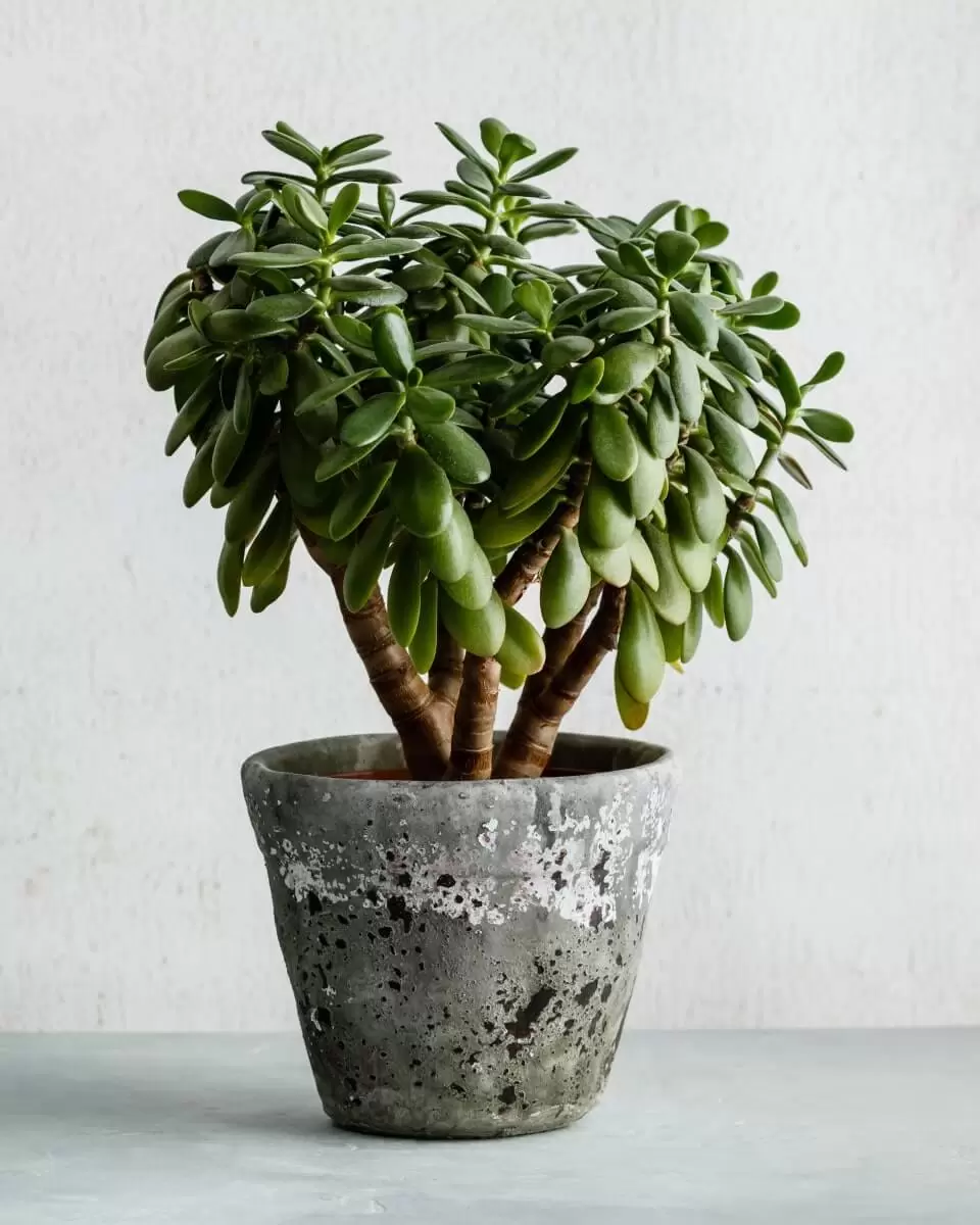 Assecutus bonas
