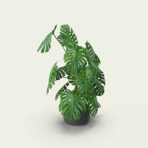 Chậu hoa Bạch Thiên Hương trang trí