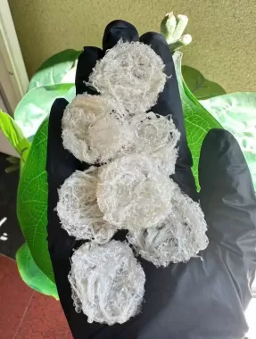 Yến Baby Viên Rải Sợi Tặng Kèm Nguyên Liệu và Hủ Chưng