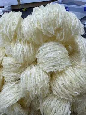 Yến Tinh Chế 1 Lớp Sợi – Loại 18–20 tai