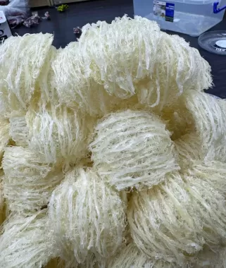 Yến Tinh Chế 1 Lớp Sợi – Loại 18–20 tai